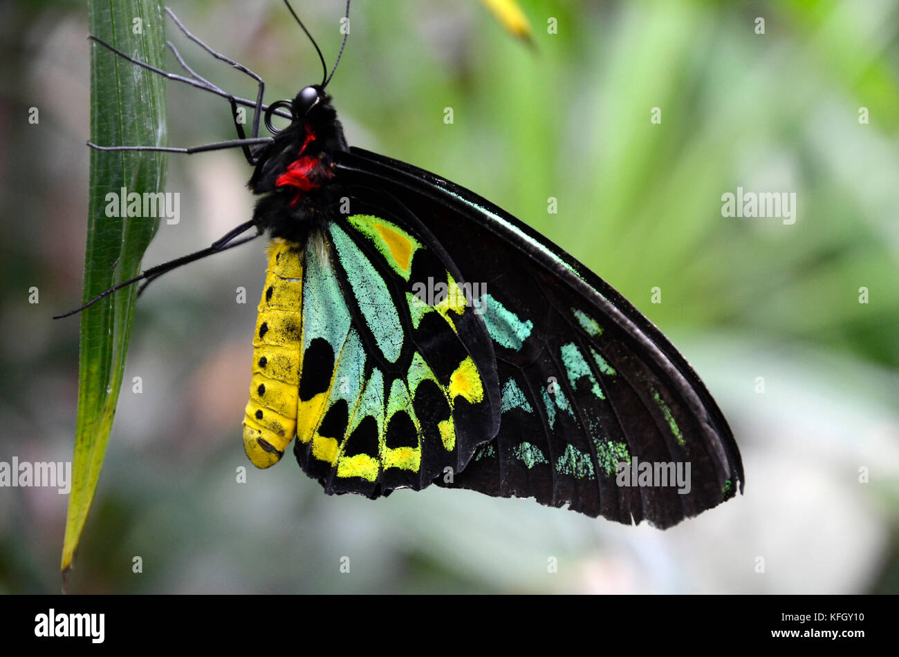 Ein Cairns Birdwing butterfly (Ornithoptera euphorion). Australiens größter endemischen Schmetterlingsarten. Stockfoto