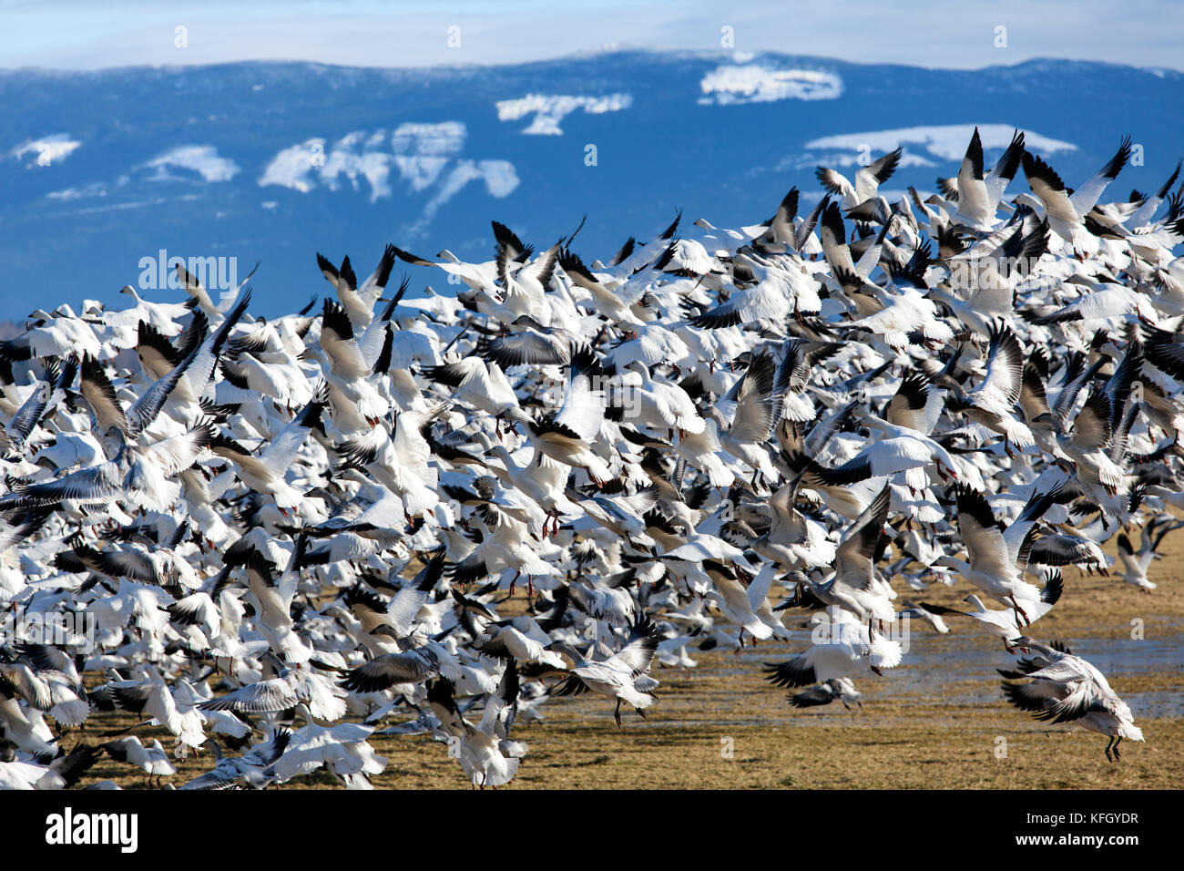 WA14232-00...WASHINGTON - Schneegänse im Flug über das Skaget Valley. Stockfoto