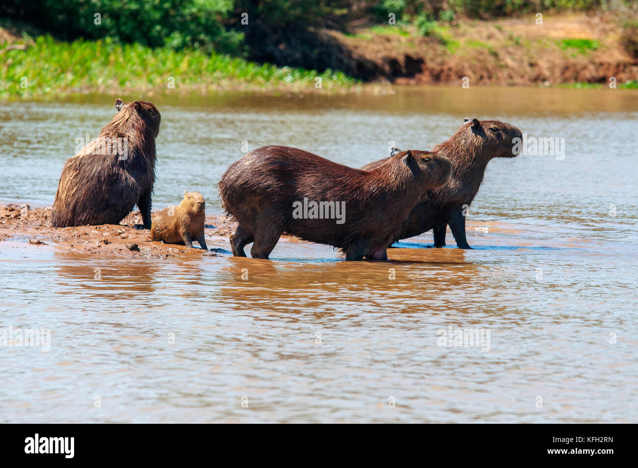 Capybara das größte Nagetier der Welt auf Tres Irmãos Fluss, Pantanal von Mato Grosso, Brasilien Stockfoto