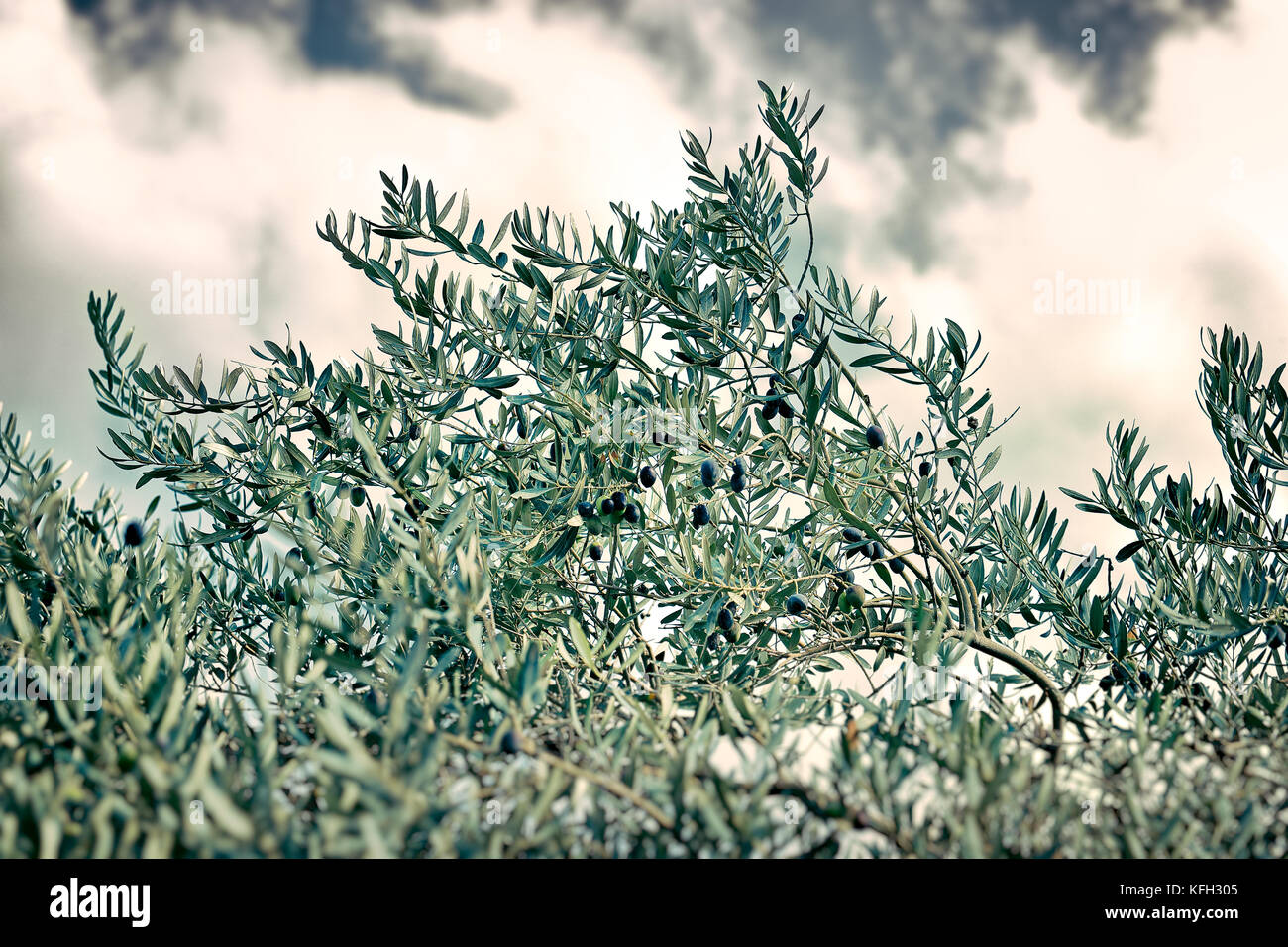 Olive Tree über bewölkt bewölkten Himmel Hintergrund, Herbstwetter, organische Nahrungsmittelproduktion, Erntezeit Konzept Stockfoto