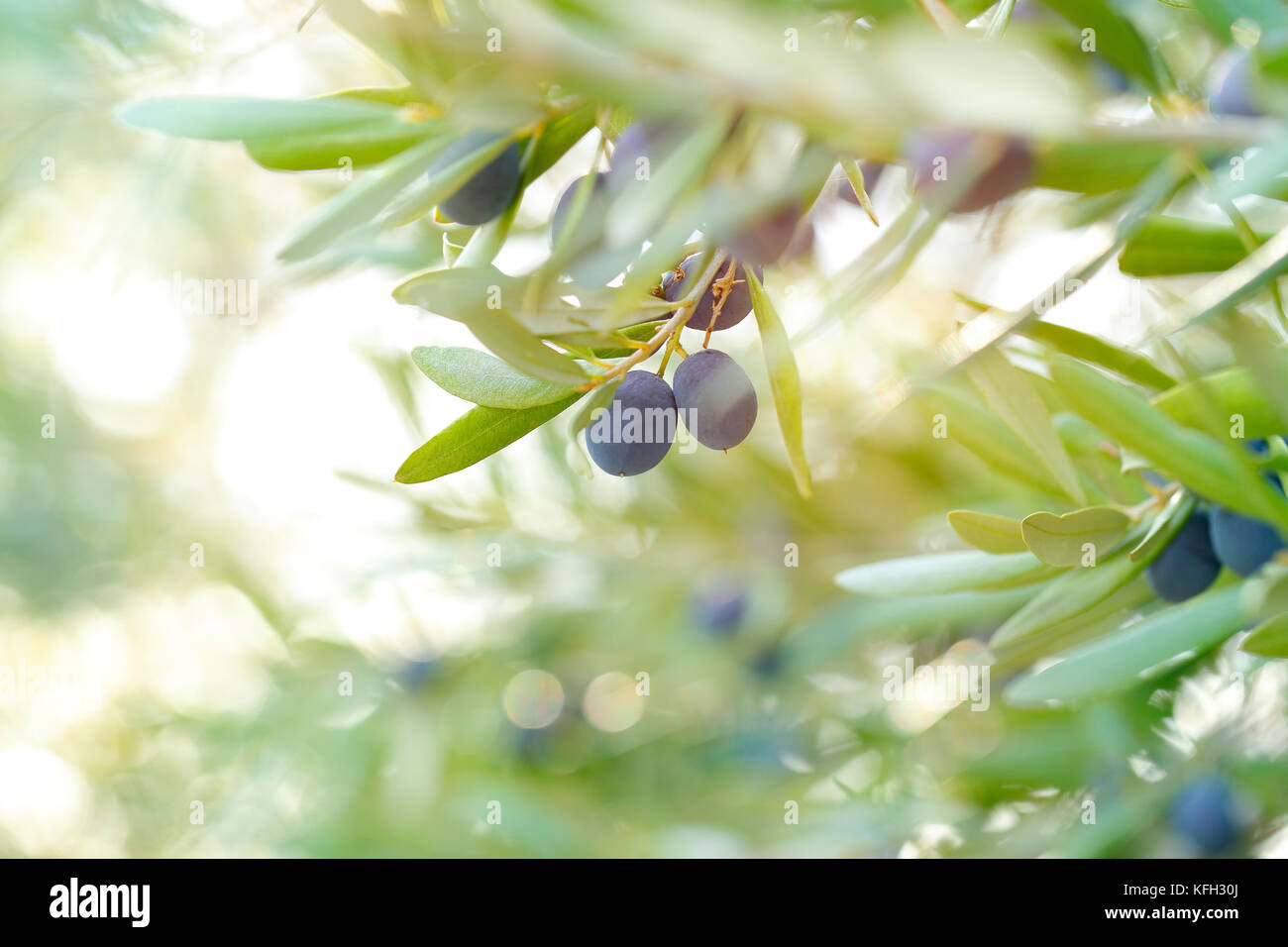 Olive Tree Hintergrund, reife kleine schwarze Früchte am Baum mit frischen grünen Blättern, schmackhaften mediterranen Gemüse, organische Nahrung, Herbst Ernte Stockfoto