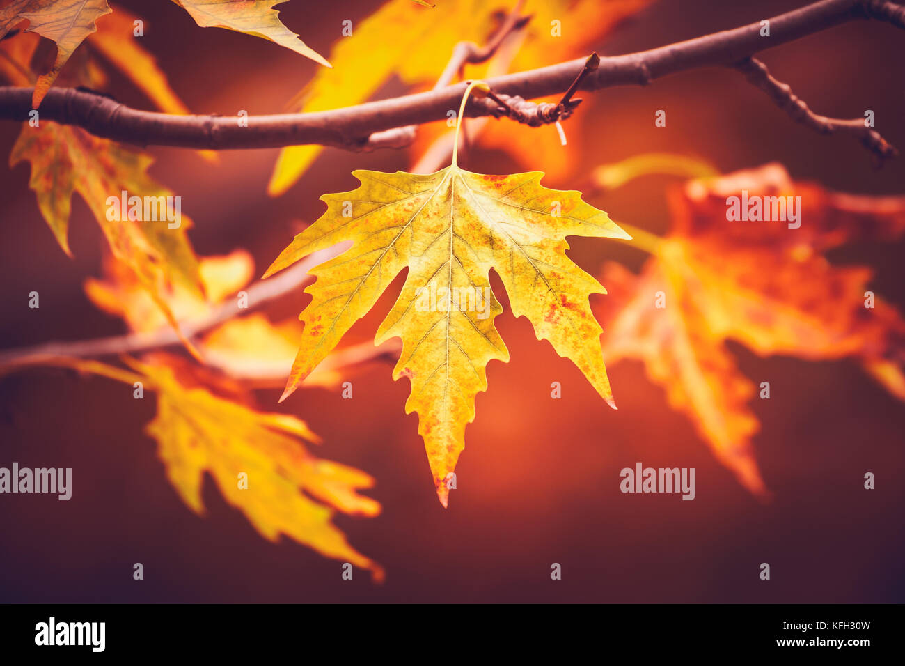 Nahaufnahme eines goldenen trocken Ahorn Blätter am Baum, die Schönheit der Natur im Herbst, Wetter ändern Konzept Stockfoto