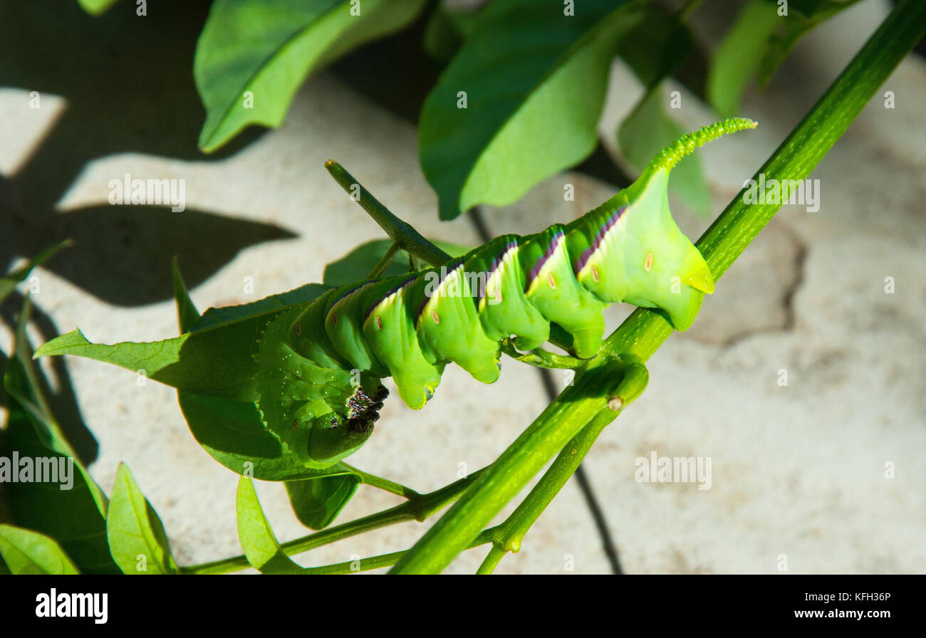 Rustikale Sphinx Moth Caterpillar Stockfoto