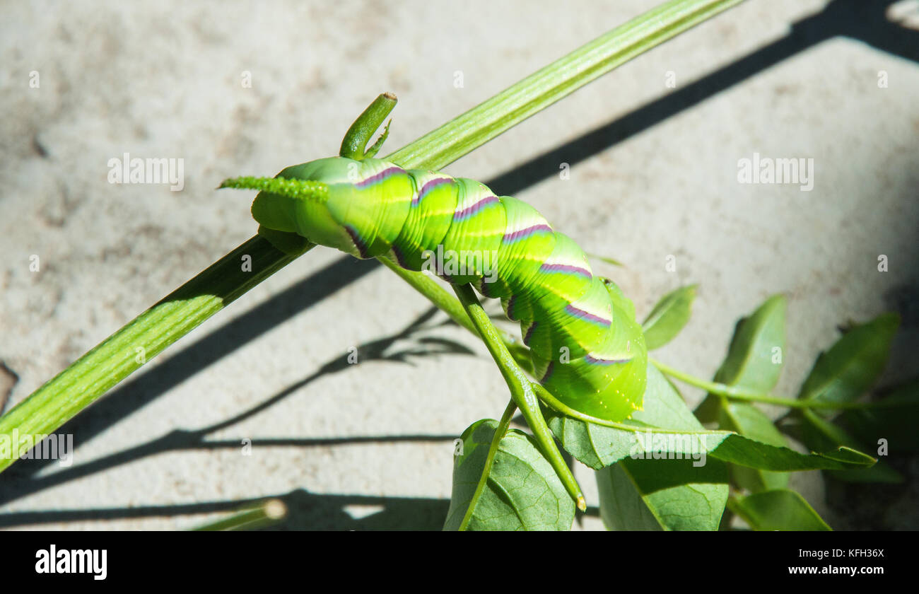 Rustikale Sphinx Caterpillar Stockfoto