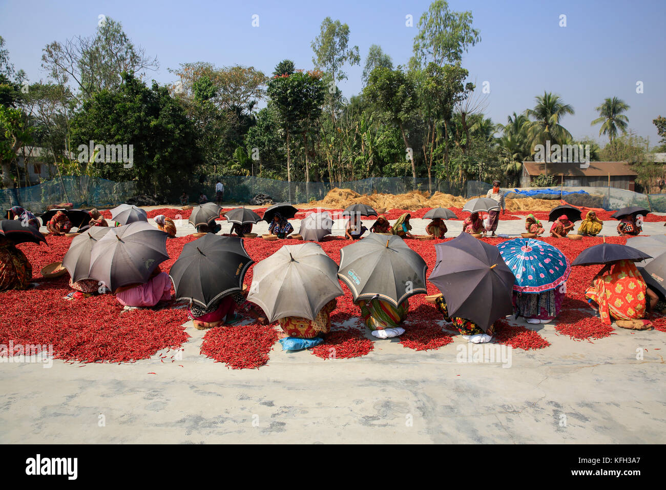 Frauen und trockene rote Chili unter der Sonne nearat shariakandi in bogra, Bangladesch. Stockfoto