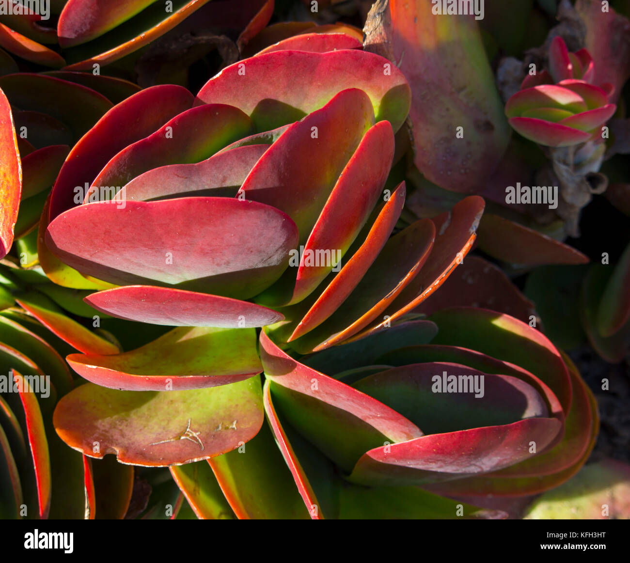 Flapjack Kaktus oder Paddel Anlage kalanchoe luciae macht einen