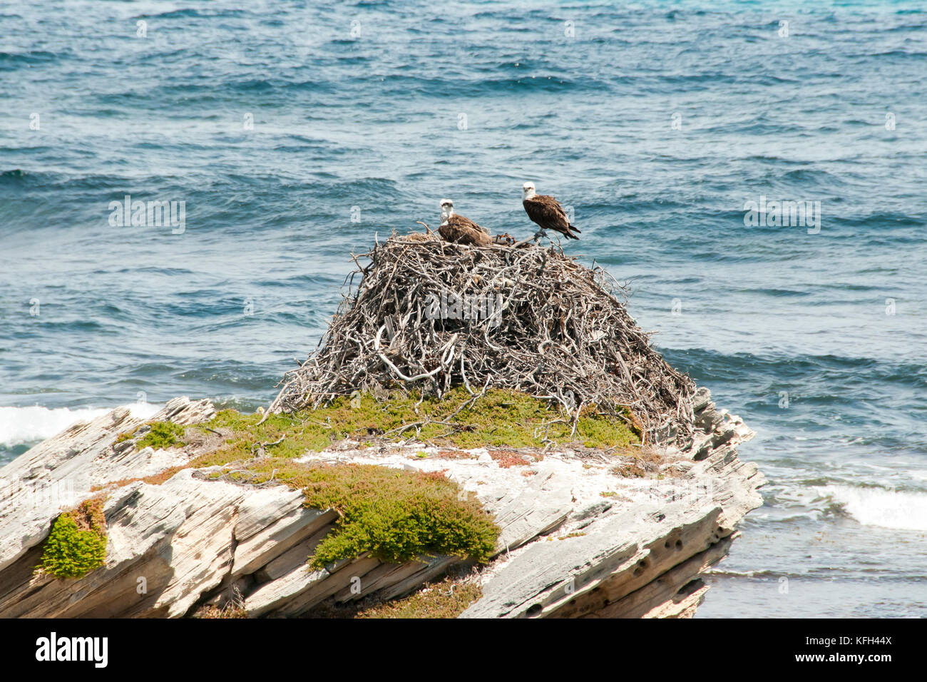 Östlichen osprey Nest Stockfoto