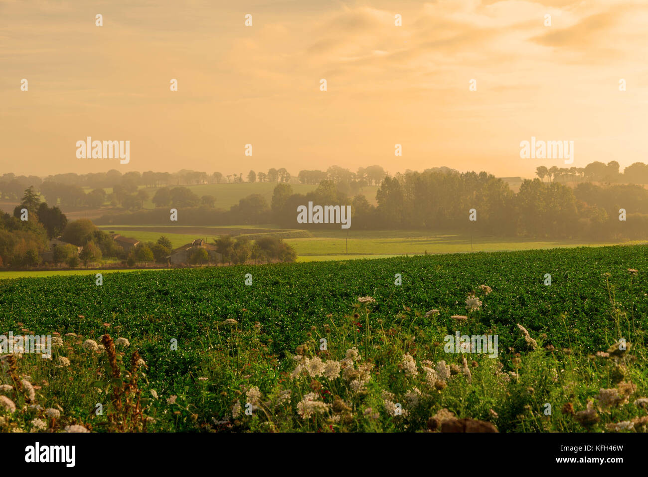 Misty Morning über französische Felder Stockfoto