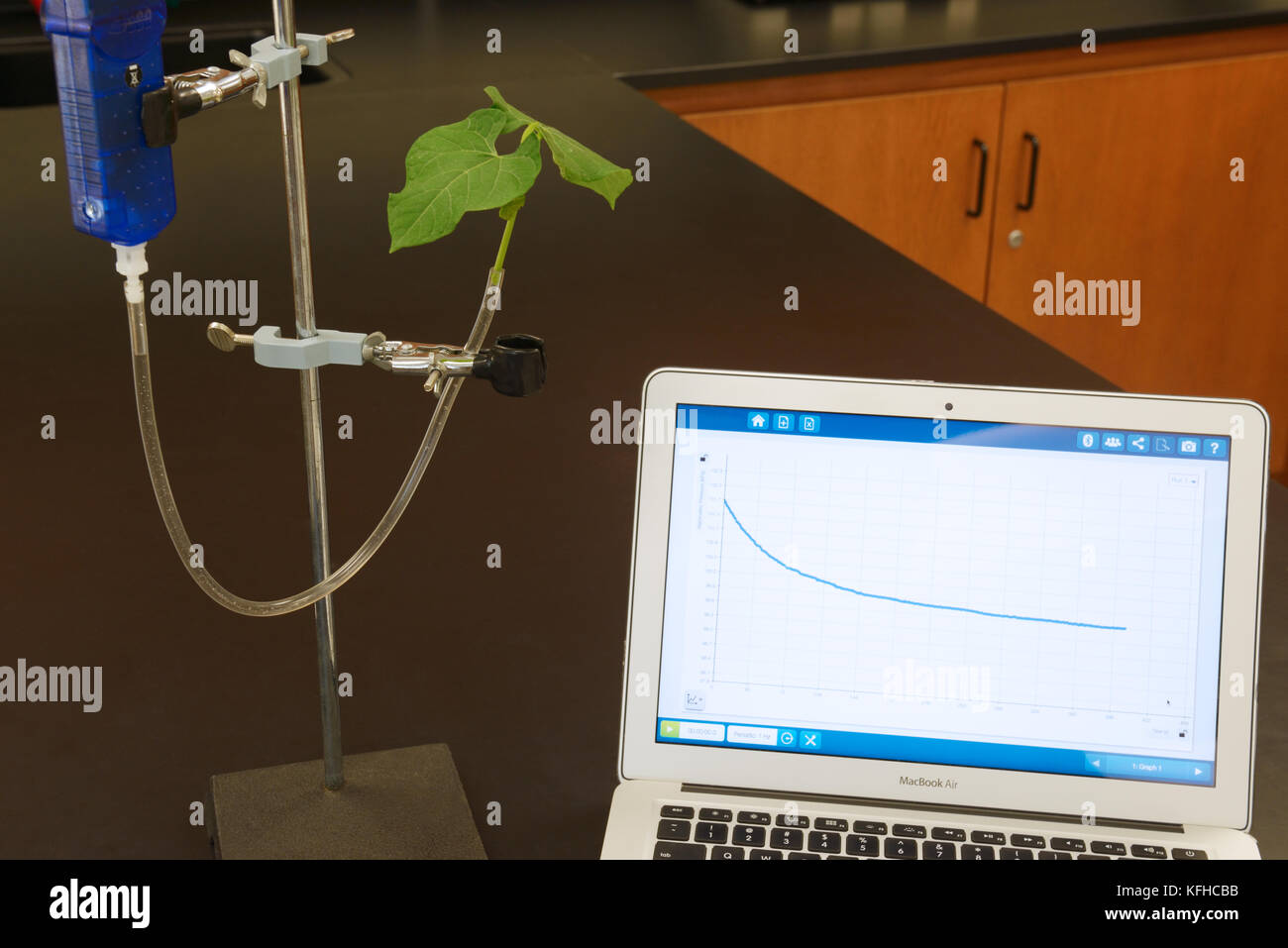 Transpiration Pflanze Experiment mit Computer Schnittstelle Sensor mit Grafik der Ergebnisse zeigt Wasserverlust (Pflanze Transpiration) über Druckabfall Stockfoto