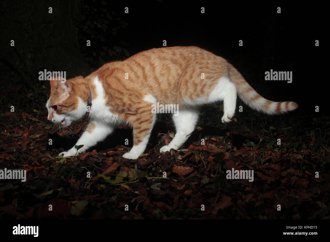 Hauskatze Jagd in der Nacht. Stockfoto