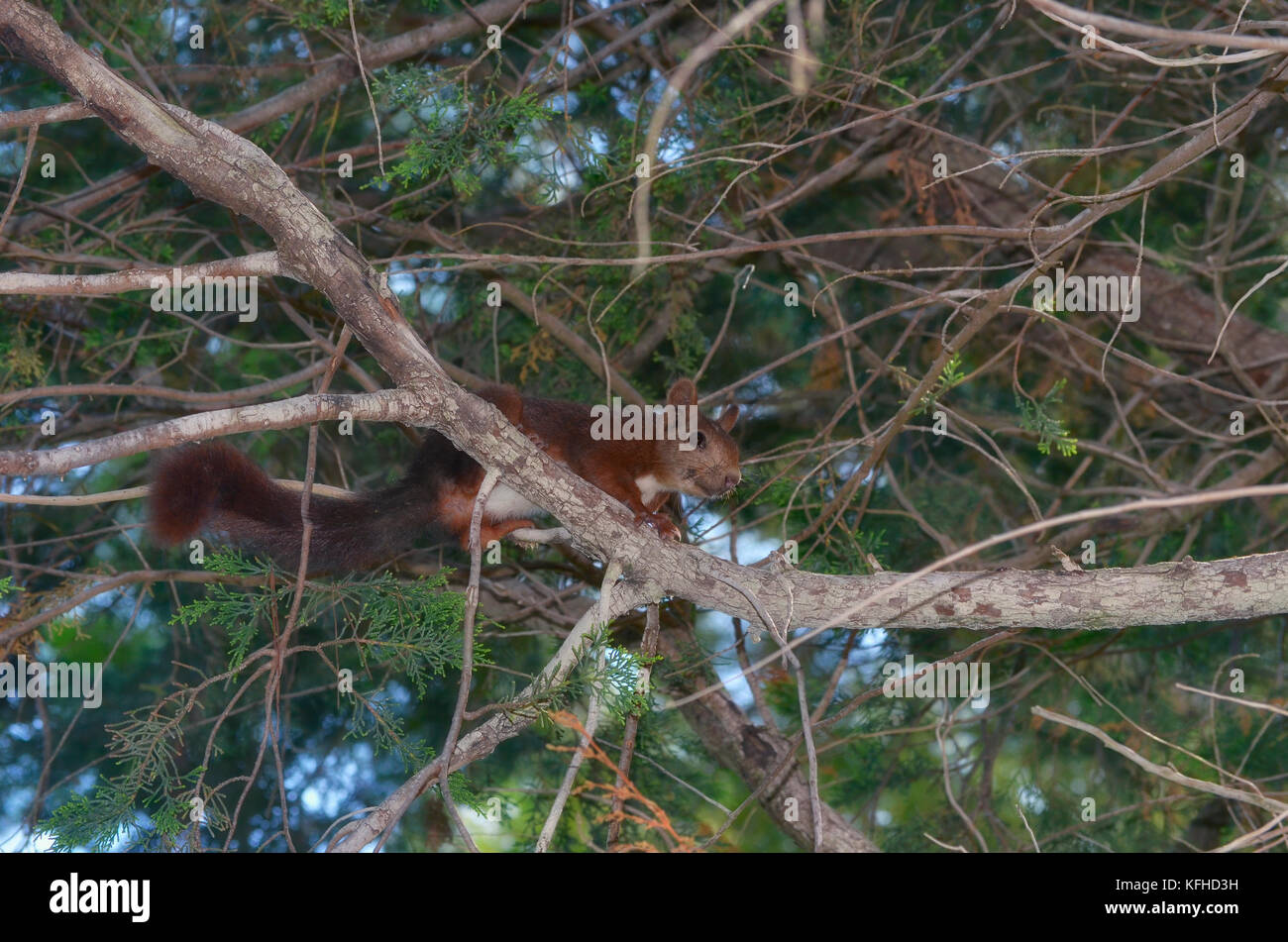 Rotes Eichhörnchen über dem Ast einer Kiefer. Tierwelt im mediterranen Wald, in Spanien. Begrenztes Licht durch den Schatten der Blätter. Weich Stockfoto