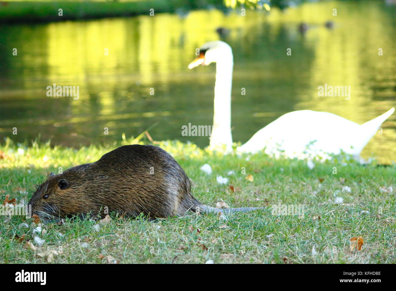 Nutria, Nutrias, Biberratte, Sumpfratte auf der Wiese beim Fressen