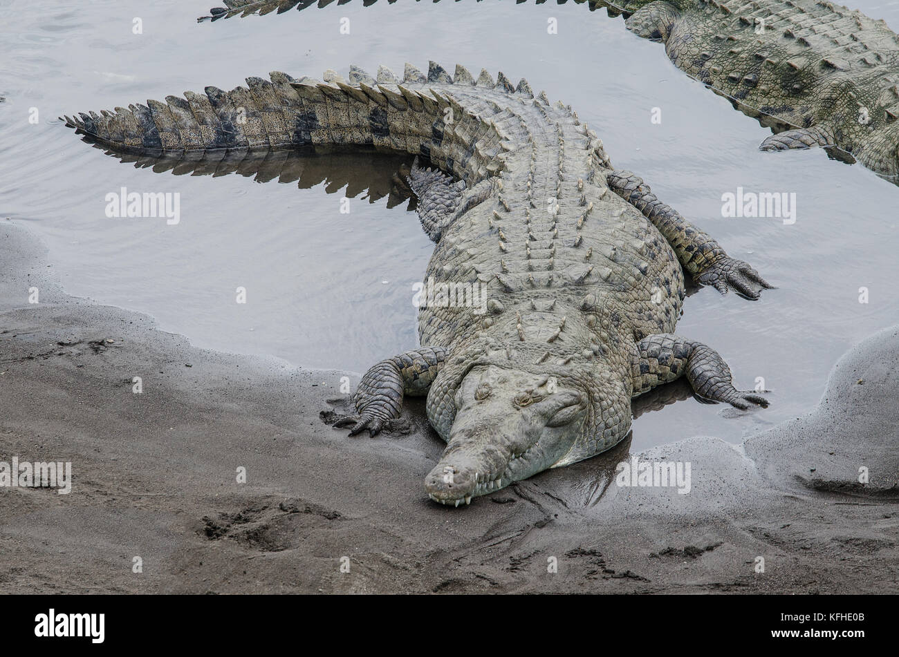 Krokodil in einem Fluss von oben gesehen liegen Stockfoto