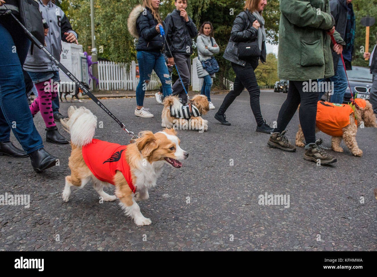 Hampstead Heath, London, UK. 29 Okt, 2017. Ein charity Halloween Hund spazieren und Fancy Dress zeigen, indem sie alle Hunde Materie auf der Spanier Inn, Hampstead organisiert. London, 29. Okt 2017. Credit: Guy Bell/Alamy leben Nachrichten Stockfoto