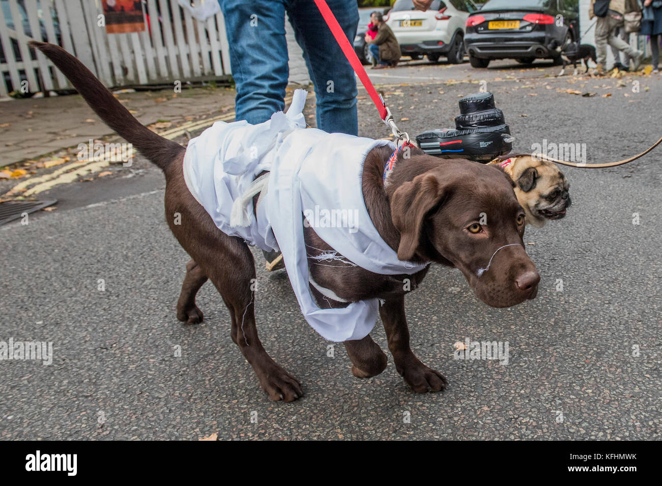 Hampstead Heath, London, UK. 29 Okt, 2017. Ein charity Halloween Hund spazieren und Fancy Dress zeigen, indem sie alle Hunde Materie auf der Spanier Inn, Hampstead organisiert. London, 29. Okt 2017. Credit: Guy Bell/Alamy leben Nachrichten Stockfoto