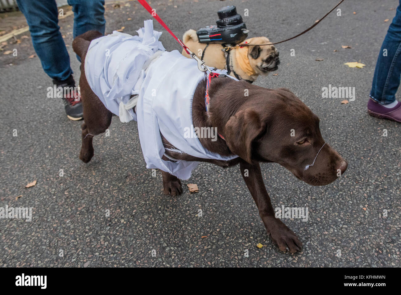 Hampstead Heath, London, UK. 29 Okt, 2017. Ein charity Halloween Hund spazieren und Fancy Dress zeigen, indem sie alle Hunde Materie auf der Spanier Inn, Hampstead organisiert. London, 29. Okt 2017. Credit: Guy Bell/Alamy leben Nachrichten Stockfoto