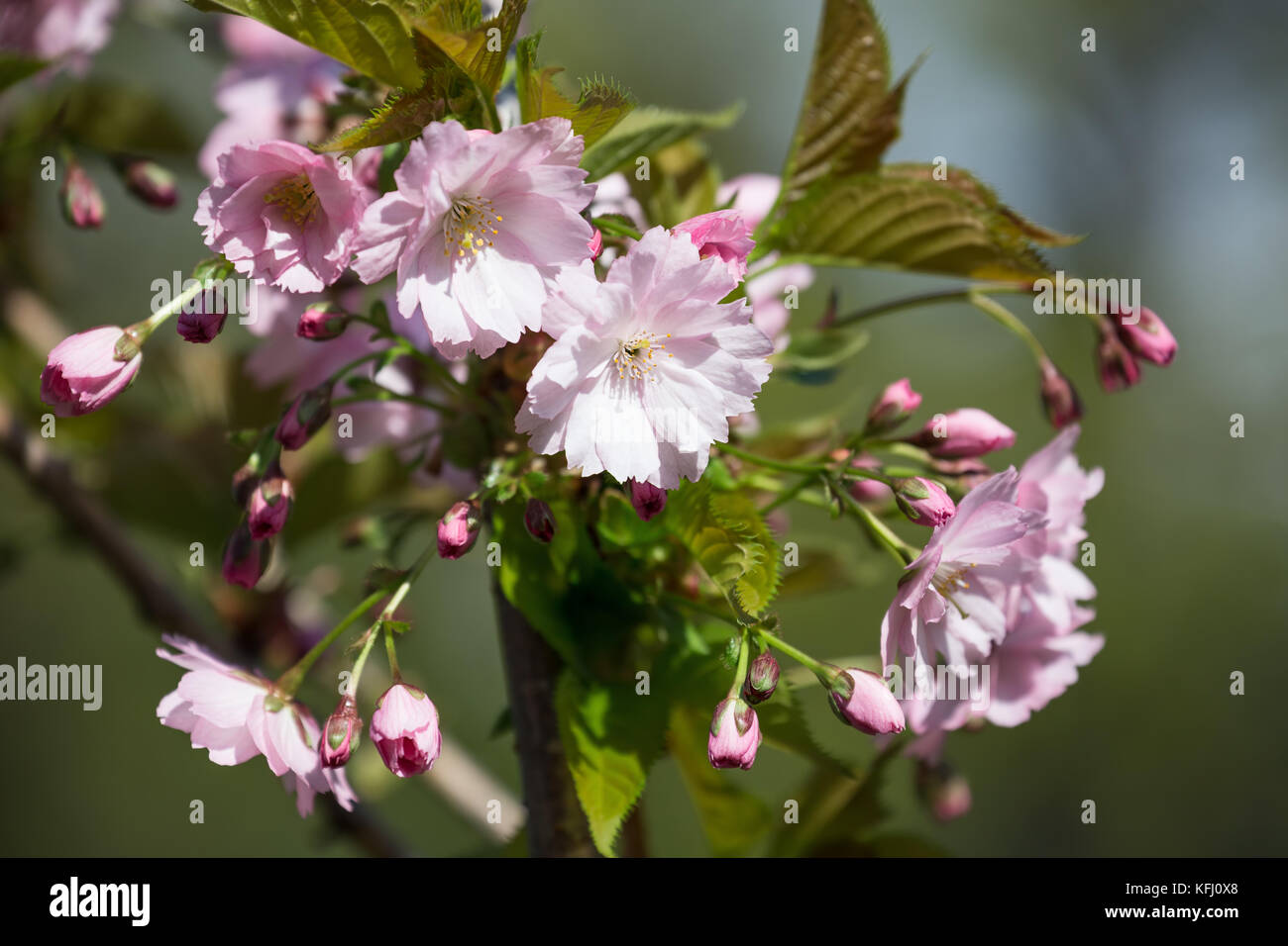 Blütezeit sakura Zweig zu schließen, Stockfoto