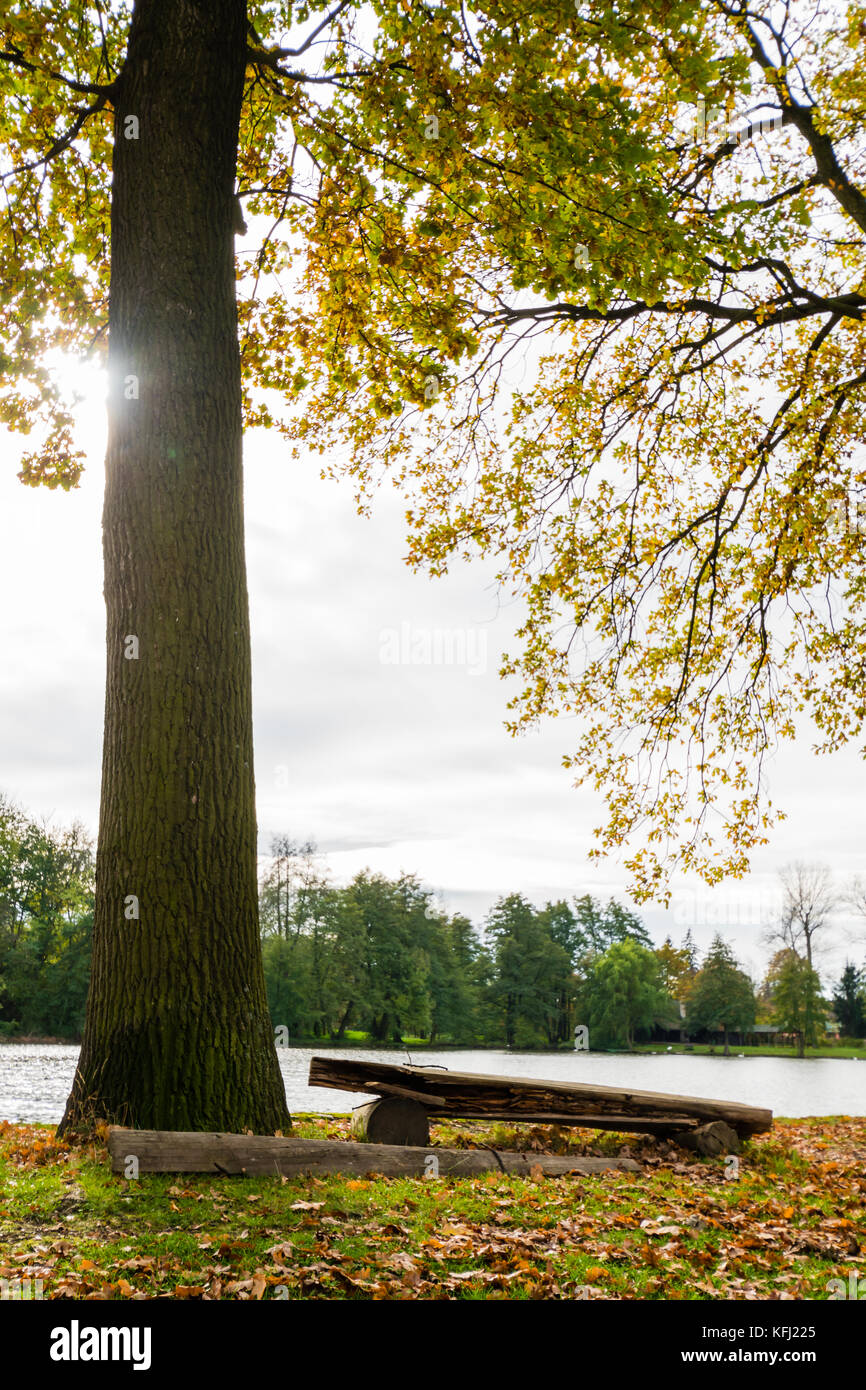 Holzbank neben dem großen Baum in der Nähe der kleinen ländlichen Teich. Sonne scheint durch die Äste. schöner Herbsttag. Stockfoto