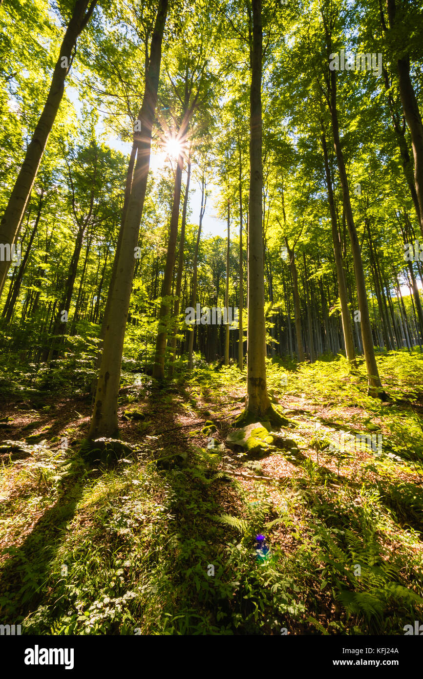 Scheint die Sonne durch die Bäume im Wald im schönen, sonnigen Tag. schöne Sonnenstrahlen, Schatten und Farben. Stockfoto