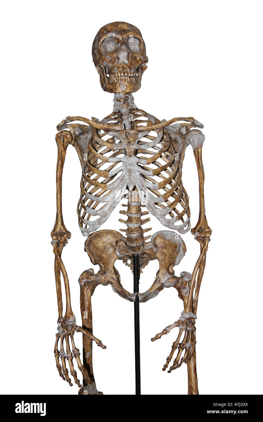 Neandertaler-Skelett Stockfoto