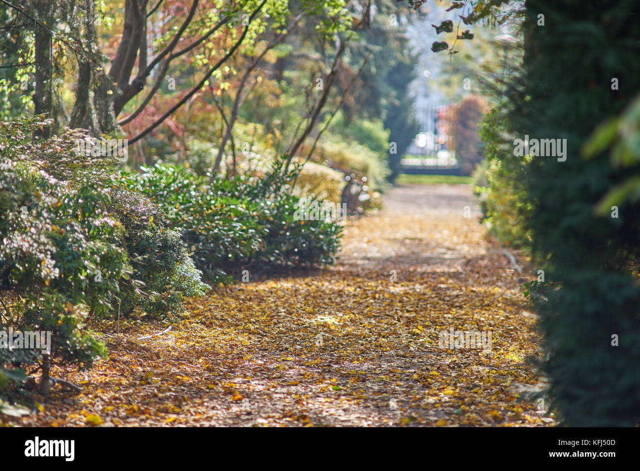 Kleine Gasse mit Laub im warmen Licht der Herbstsonne Botanischen Gärten Wroclaw Niederschlesien Polen Stockfoto