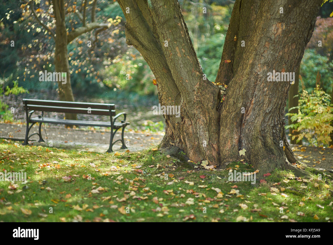 Sitzbank und alten Baumstamm unter den gefallenen Blätter im Herbst Botanischer Garten Wroclaw Niederschlesien Polen Stockfoto