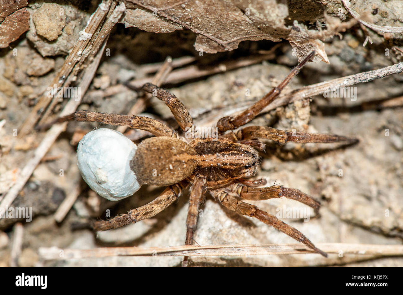 Spider (Hogna radiata) mit Eiern auf dem Boden Stockfoto