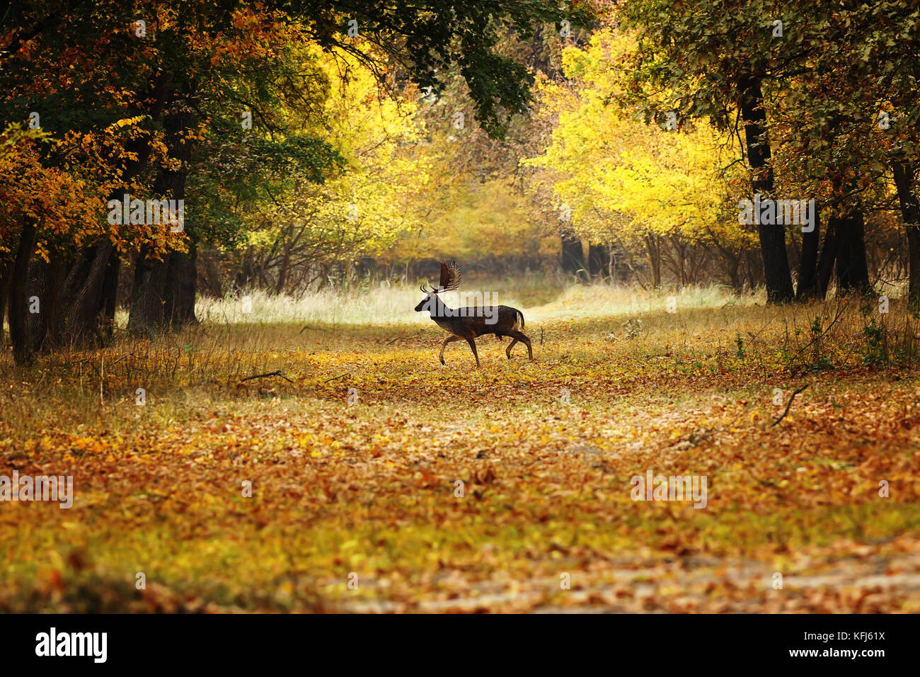 Damwild Buck, ländlichen Weg in den Wald (Dama), Herbst Stockfoto