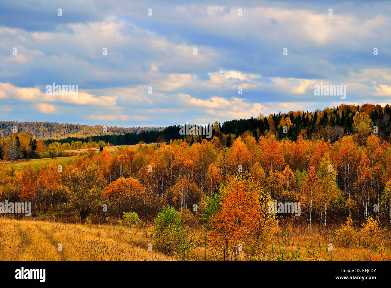 Die hellen und bunten Herbst Landschaft. Wald in eine luxuriöse Dekoration, Golden Meadow, schöne Wolken. Stockfoto