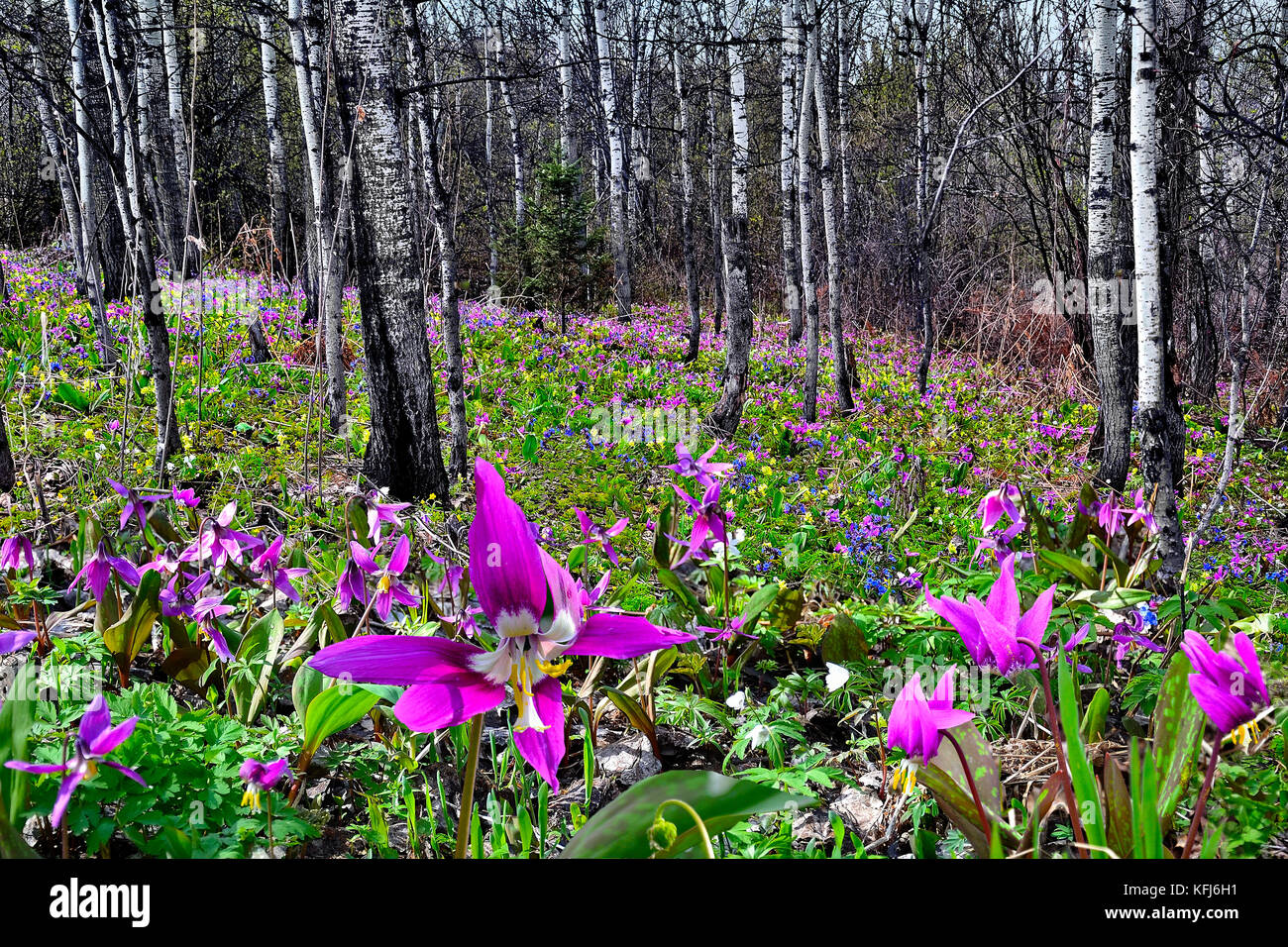 Magie des Frühlings wald landschaft. Erde ist durch Multi-farbigen Teppich der ersten wilden Blumen. Stockfoto