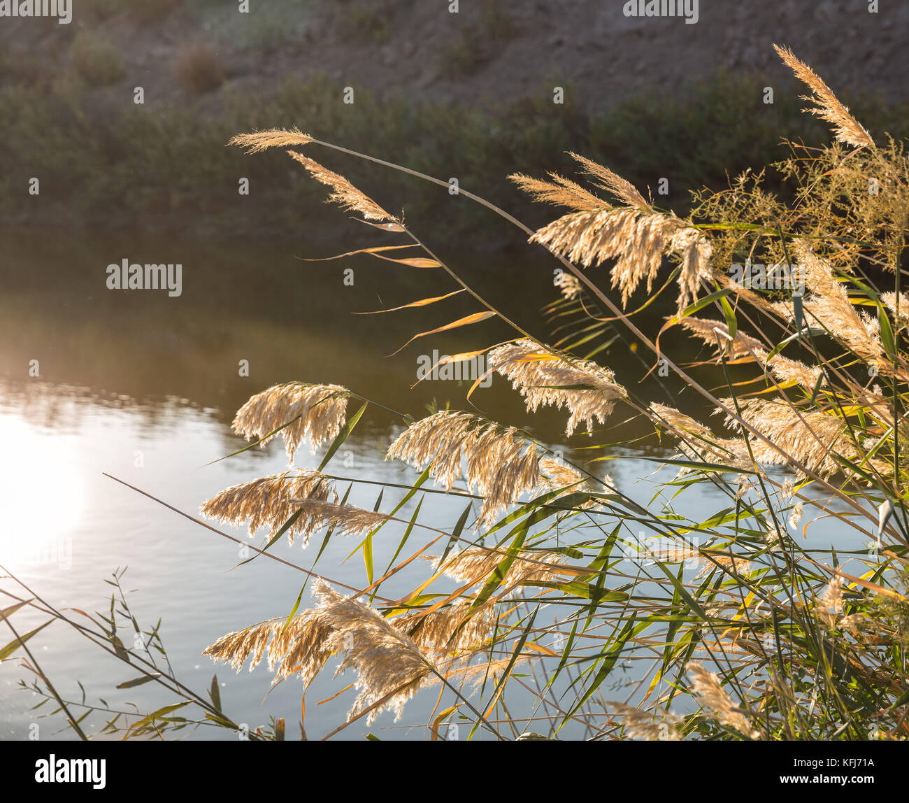 Reed sonnenbeschienenen beugt sich über die Oberfläche des Wassers Stockfoto