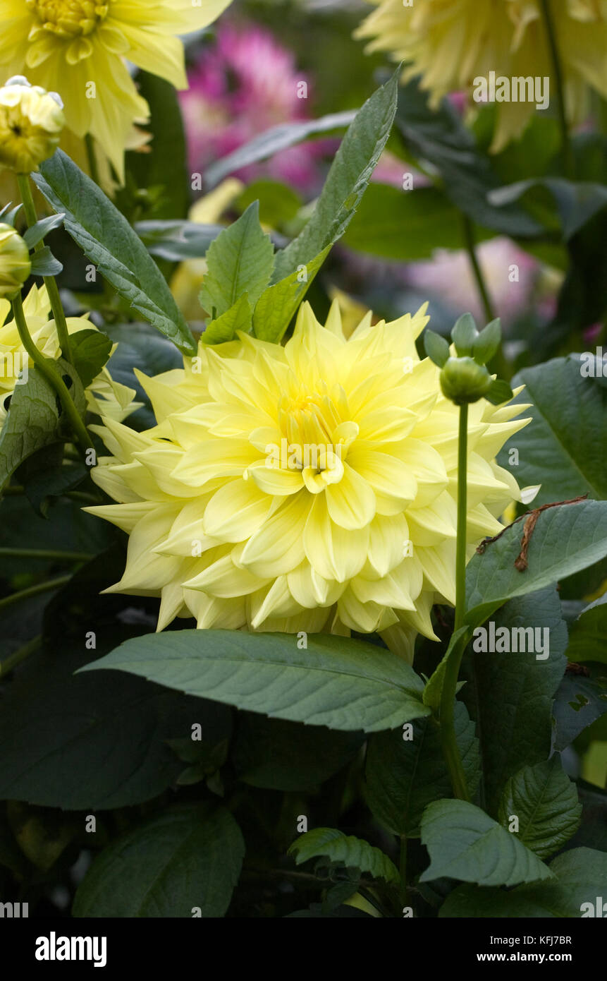 Dahlie 'Kelvin floodlight' Blumen. Stockfoto