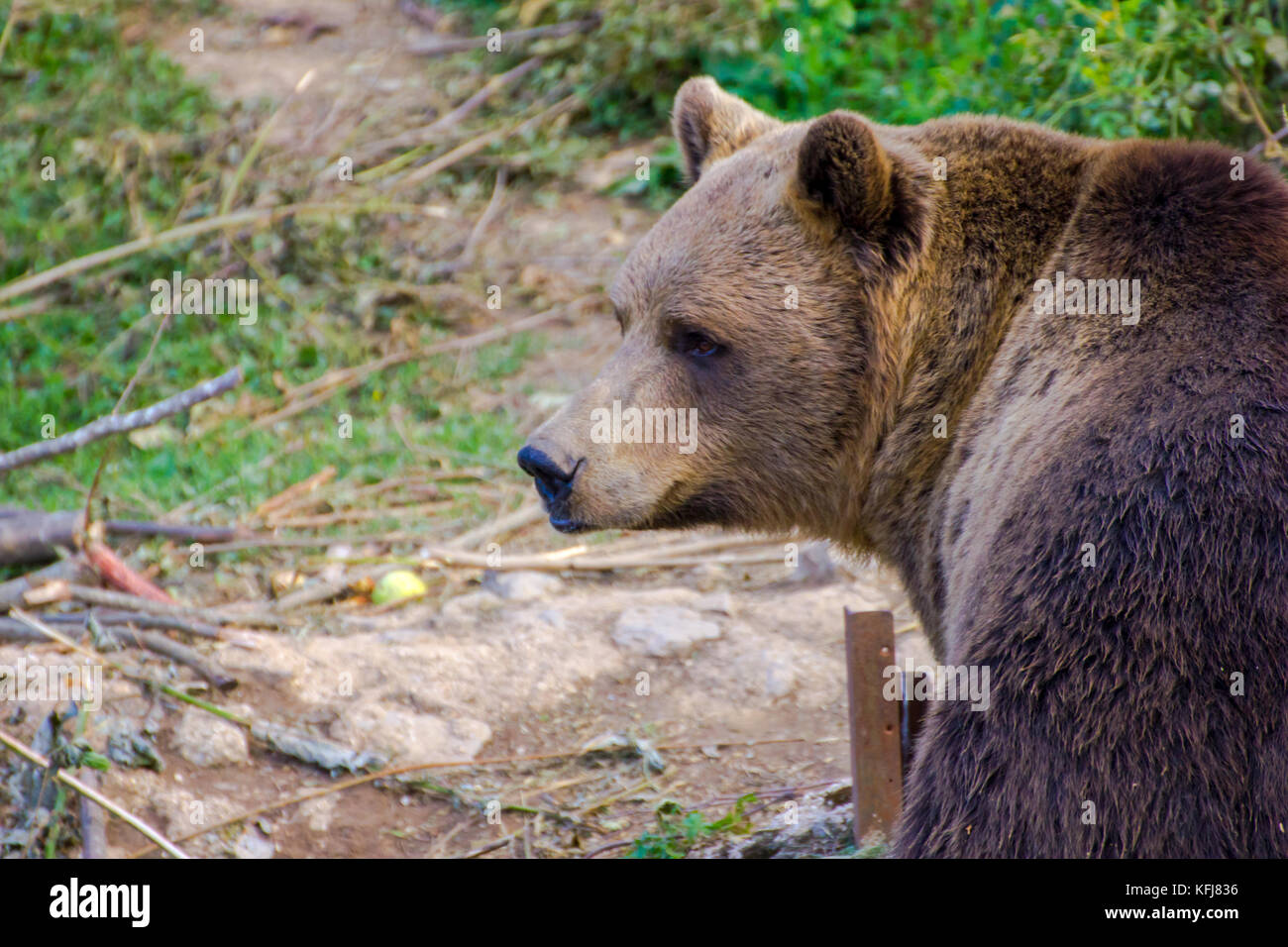 Europäischer Braunbär im Kuterveo Bear Refuge für verwaiste Bären. Stockfoto