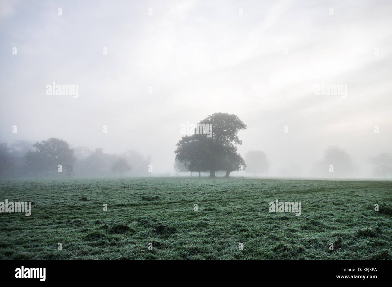 Dicke herbstlichen Nebel um Landschaft von Sussex in der Nähe von Shipley Stockfoto