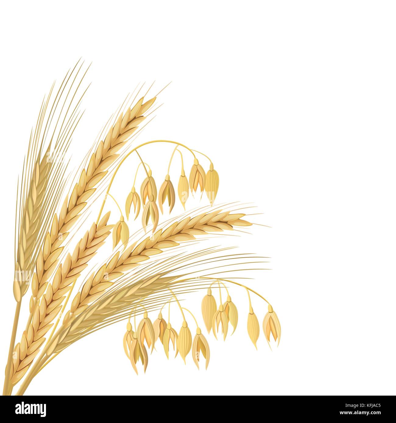 Vier Getreide Körner mit Ohren, Garbe. Weizen, Gerste, Hafer und Roggen. Stock Vektor