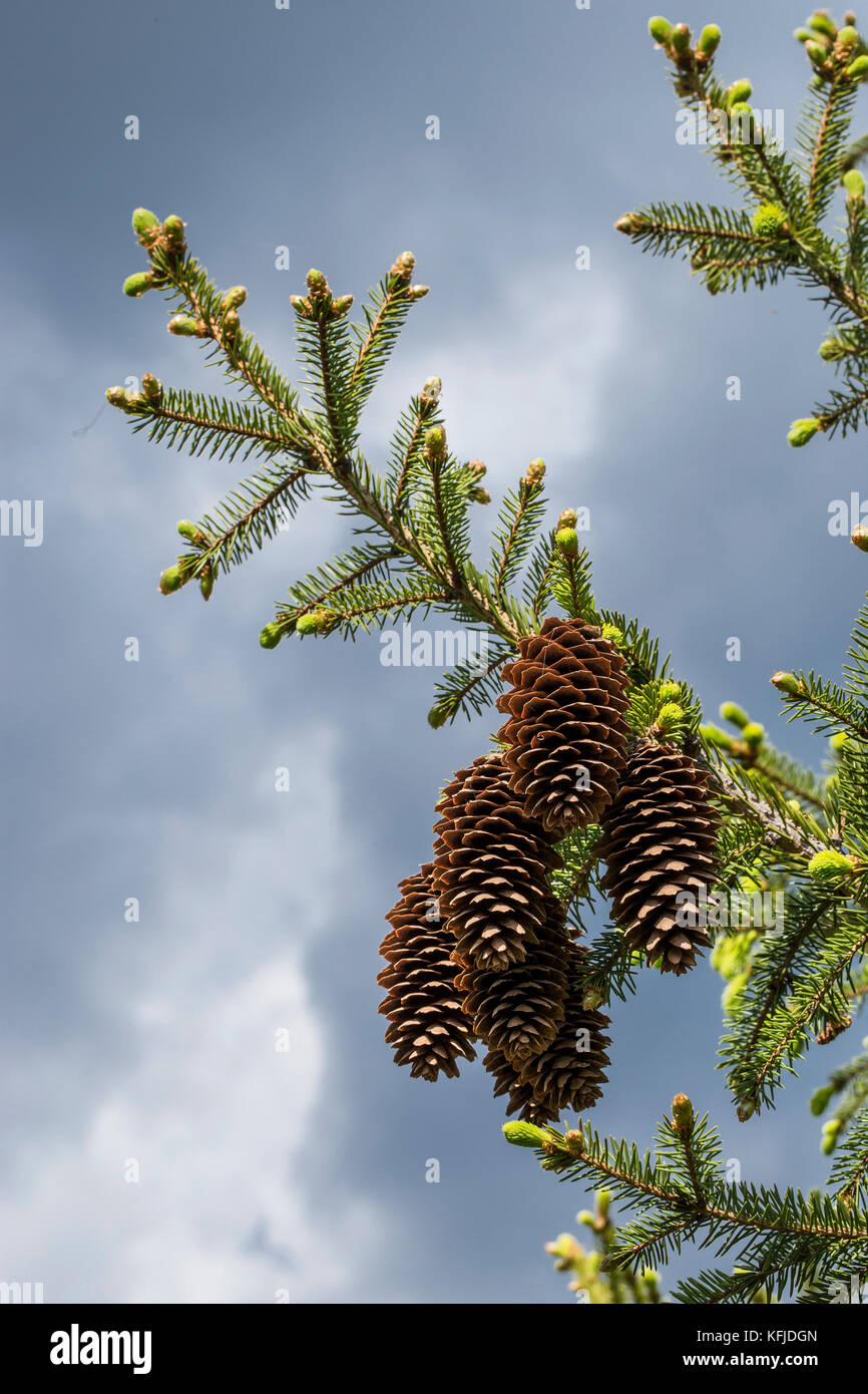 Grünen Tannenzweigen auf dem blauen Himmel Hintergrund Stockfoto