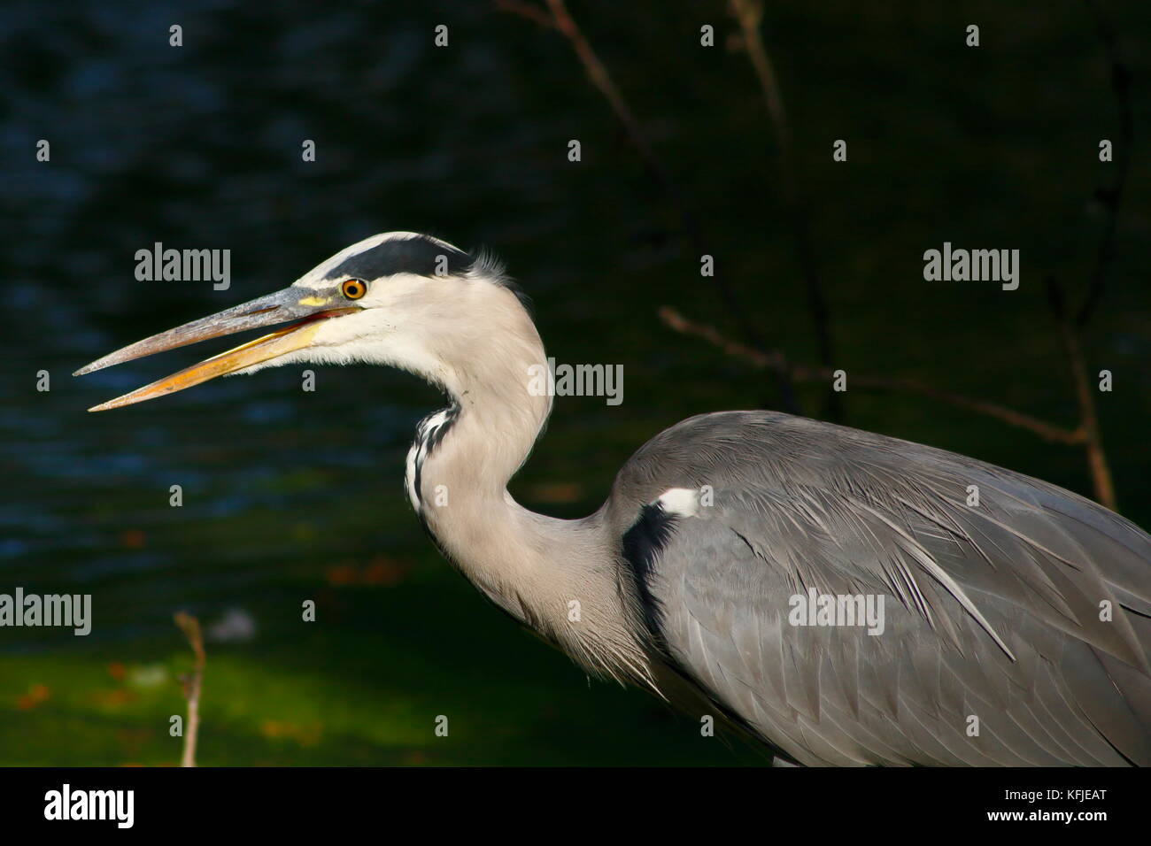 Reiher, Graureiher im Wasser Stockfoto