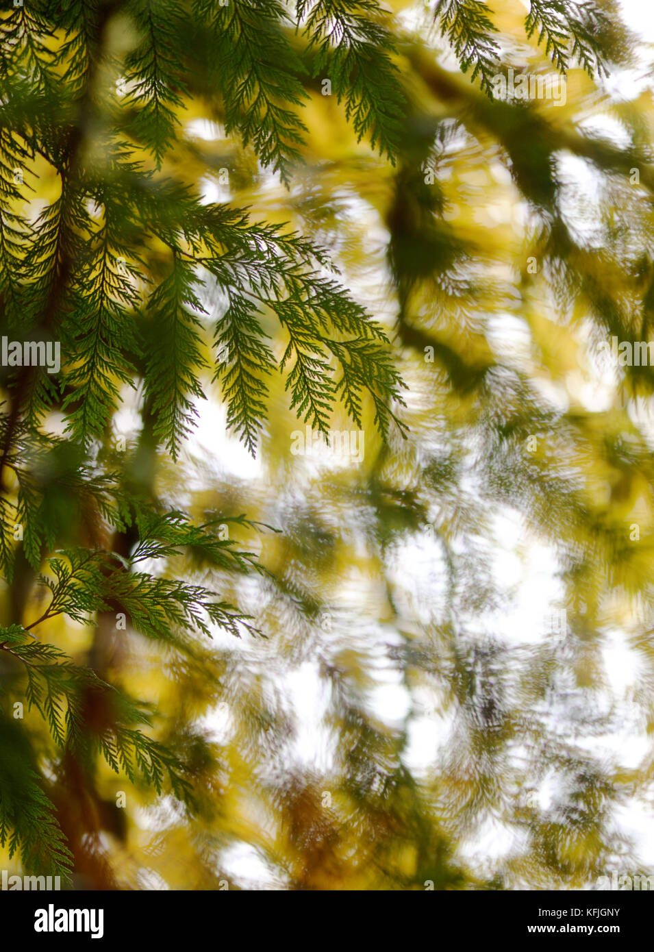 Künstlerisch abstrakte Naturverschlüsse von Zedernästen und gelben Autumbaumblättern im Hintergrund. Vancouver Island, British Columbia, Kanada. Stockfoto