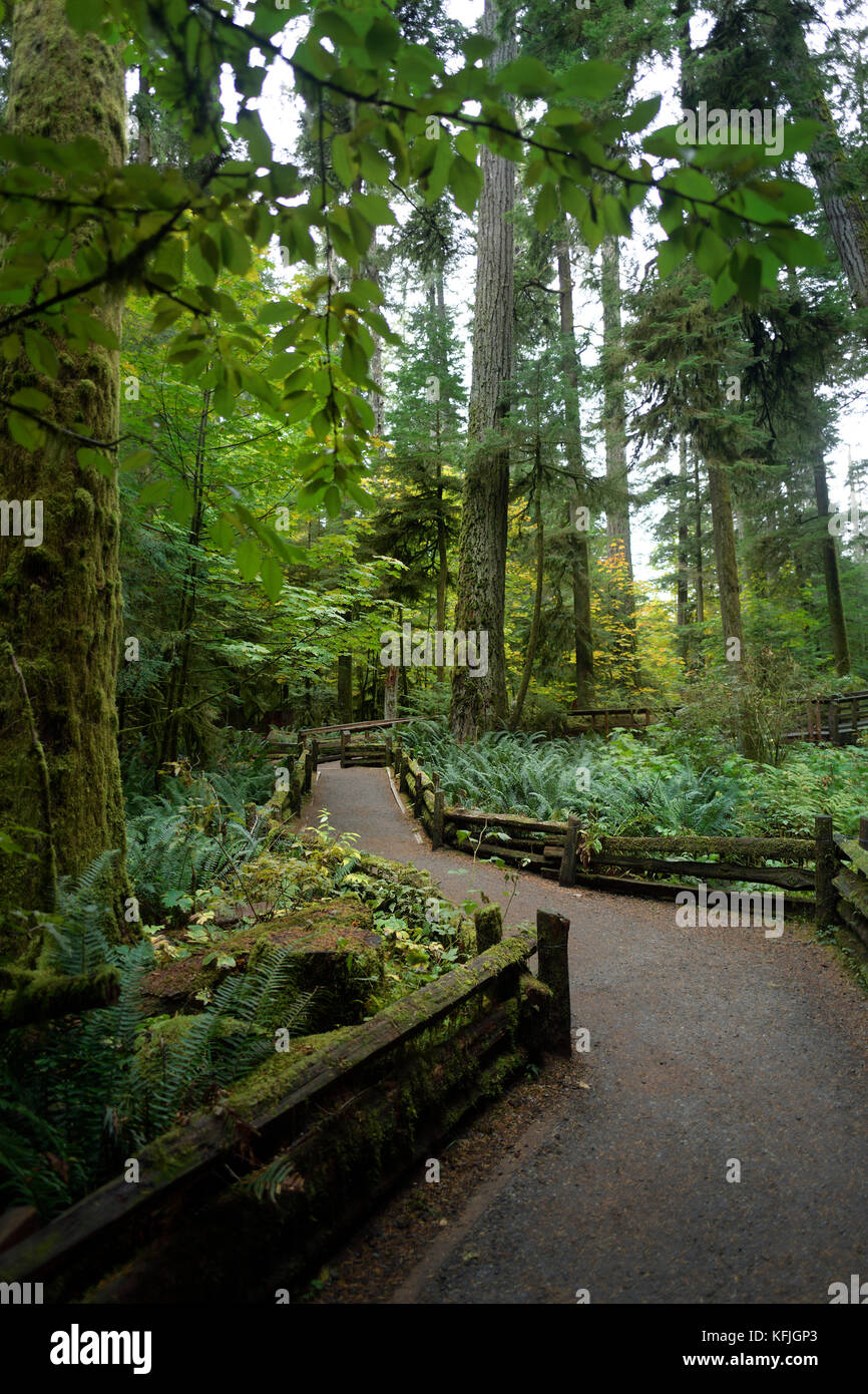 Wanderweg durch den alten Cathedral Grove Wald des MacMillan Provincial Park, Vancouver Island, British Columbia, Kanada Stockfoto