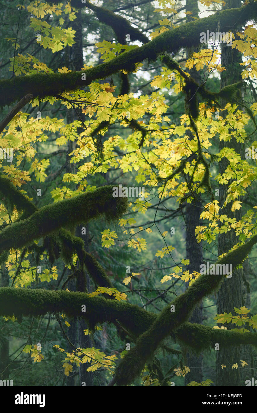 Wunderschöne, ruhige Herbstlandschaft mit moosbedeckten Ästen und farbenfrohen gelben Herbstlaub im Hintergrund. Vancouver Island, British Columbia Stockfoto