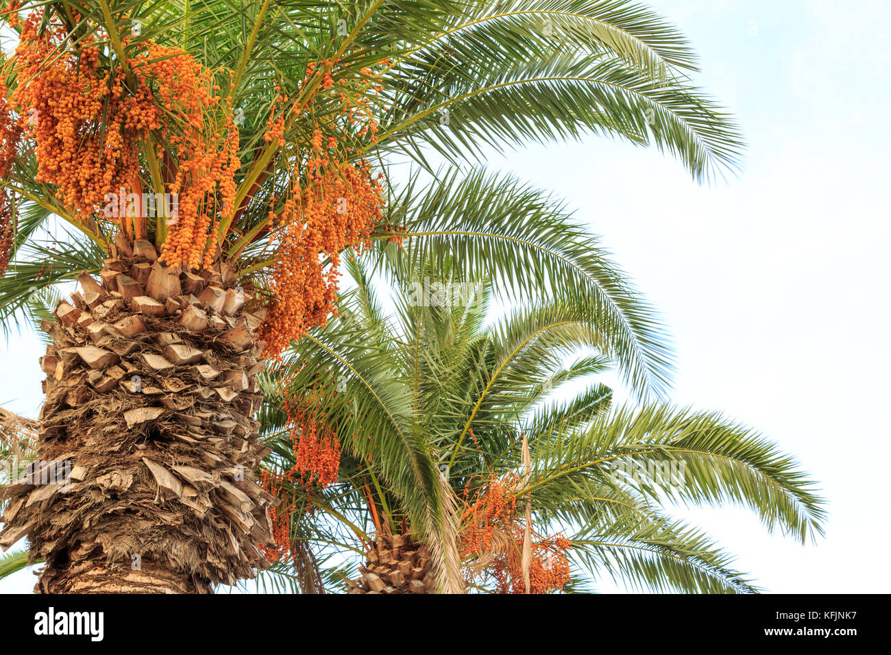 Unreife Termine hängen auf Palmen Stockfoto