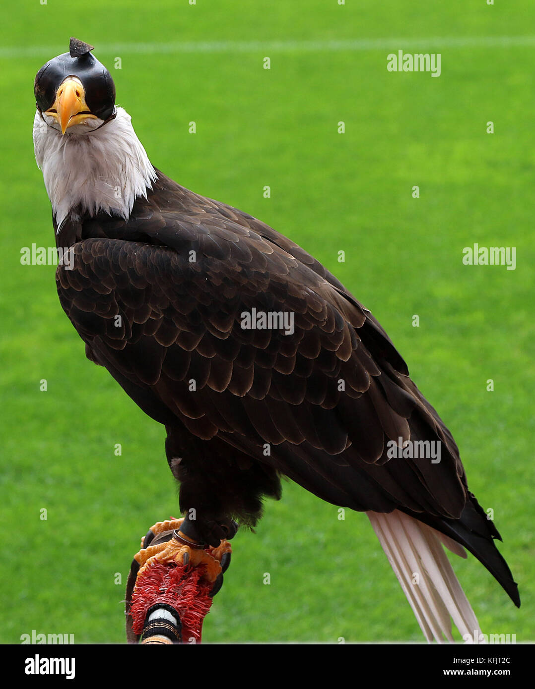 çguia Vit – ria (Victory Eagle), Maskottchen des Benfica Football Club. Der Adler fliegt vor jedem Fußballspiel um den Boden Stockfoto