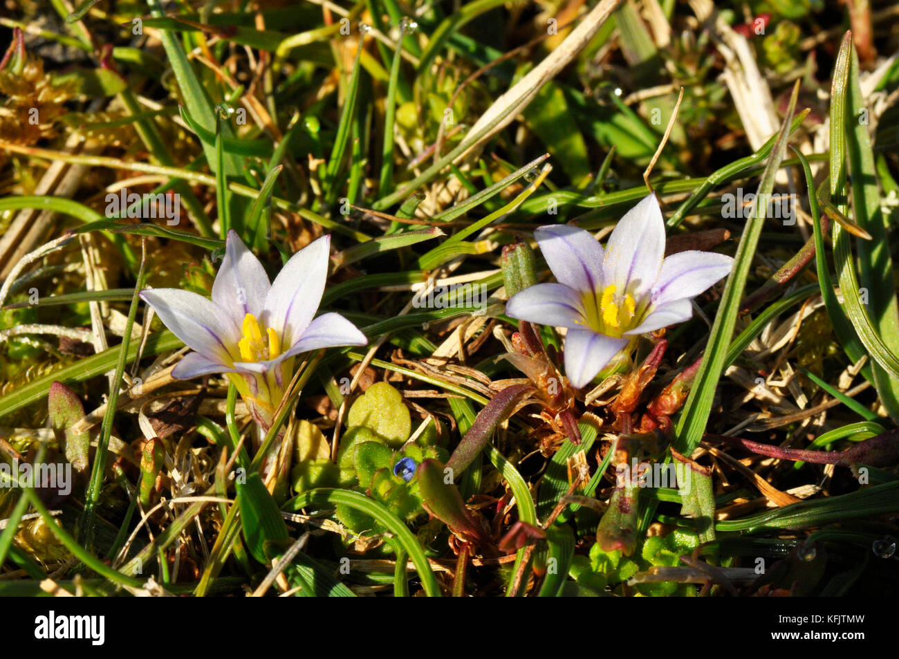Sand crocus 'romulea columnae' schließen Rasen auf Sanddünen, Blumen April bis Mai, selten, kleine Blumen, Dawlish Warren, Devon, Großbritannien Stockfoto