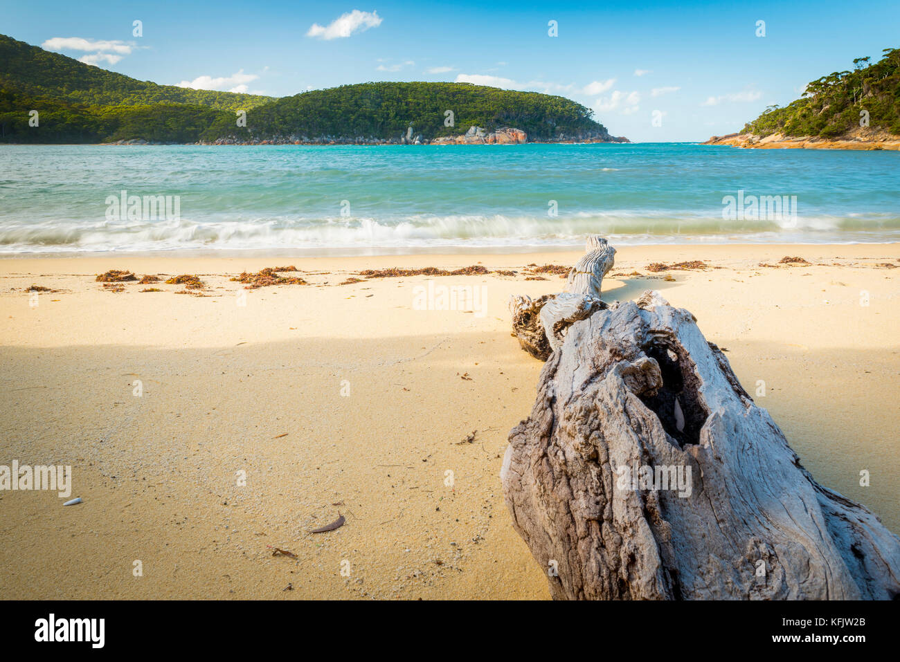 Driftwood am Strand von Refuge Cove, Wilsons Promontory National Park, Victoria, Australien Stockfoto