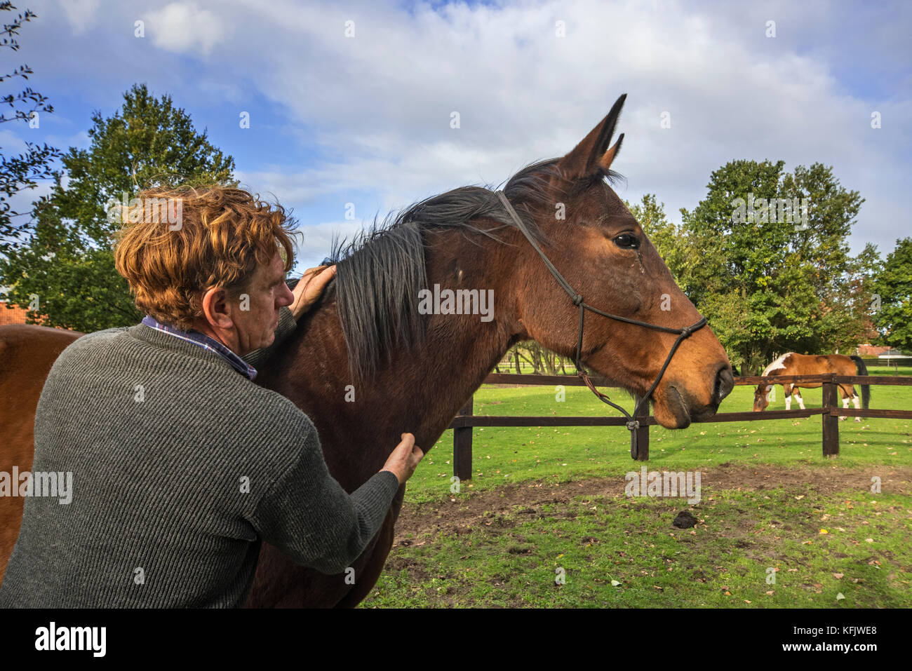 Nahaufnahme Portrait von pferdeflüsterer/Natural Horsemanship Praktiker Holding braun belgische Warmblut Pferd außen Holz- Gehäuse Stockfoto