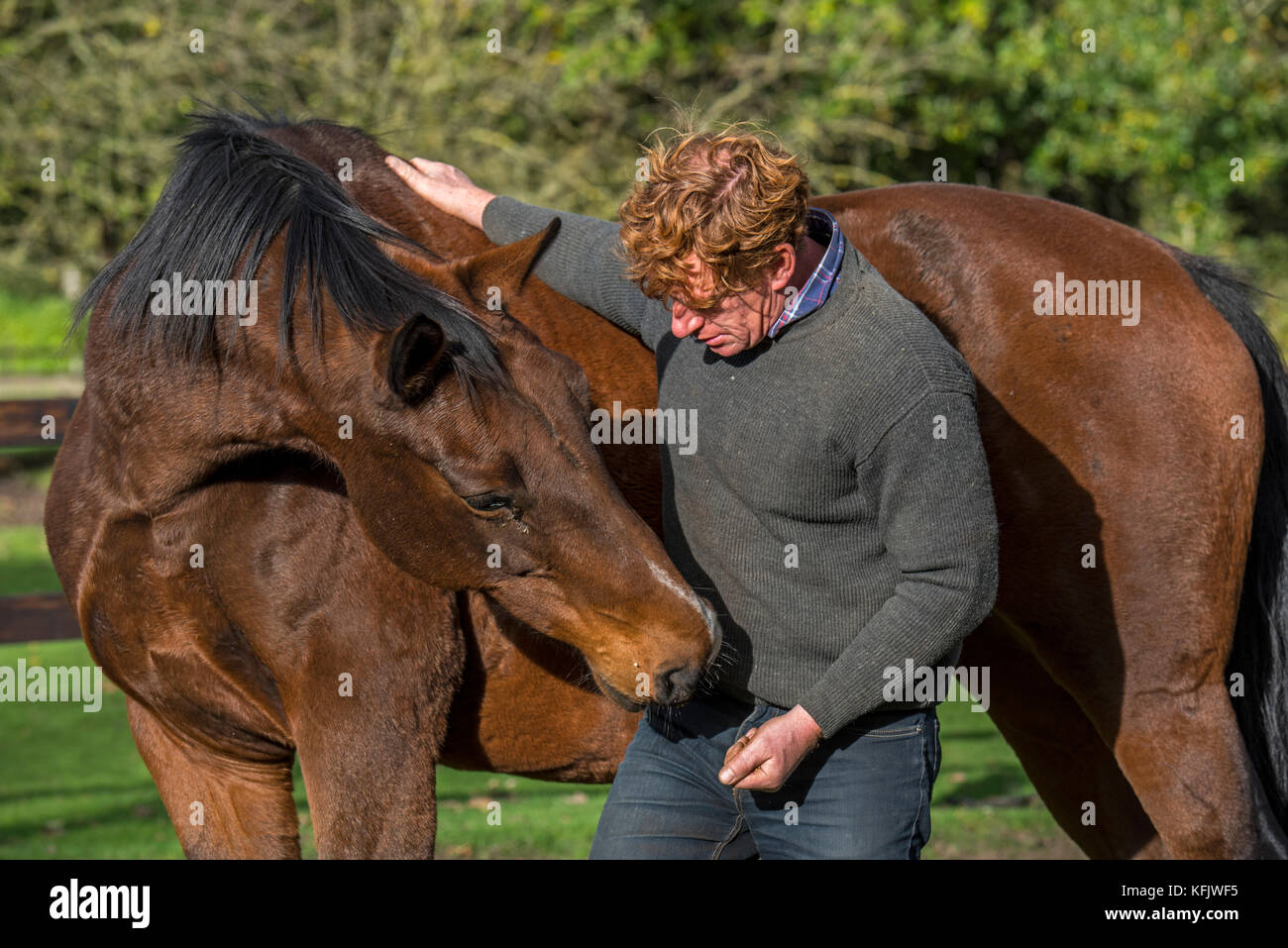 Pferdeflüsterer/Natural Horsemanship Praktiker arbeiten mit braunen belgische Warmblut Pferd draußen im Feld innerhalb Holzgehäuse Stockfoto