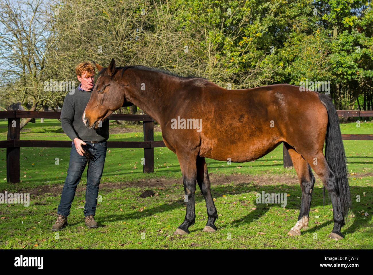 Eigentümer mit braunen belgische Warmblut Pferd draußen im Feld innerhalb Holzgehäuse Stockfoto