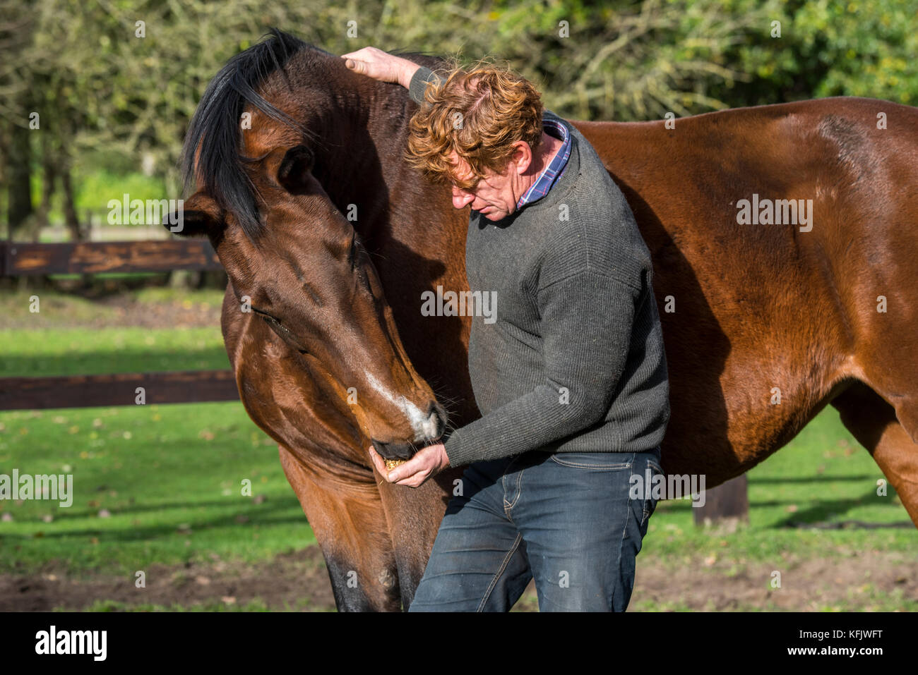 Mann braun belgische Warmblut Pferd geben ein Genuss im freien Feld in Holz- Gehäuse Stockfoto
