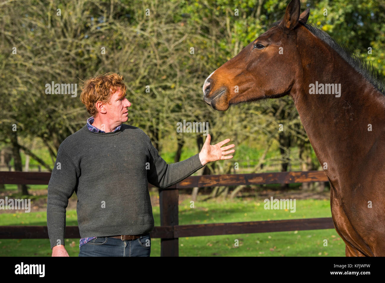 Trainer Pferd Interaktion mit braun Warmblut Pferd draußen im Feld innerhalb Holzgehäuse Stockfoto