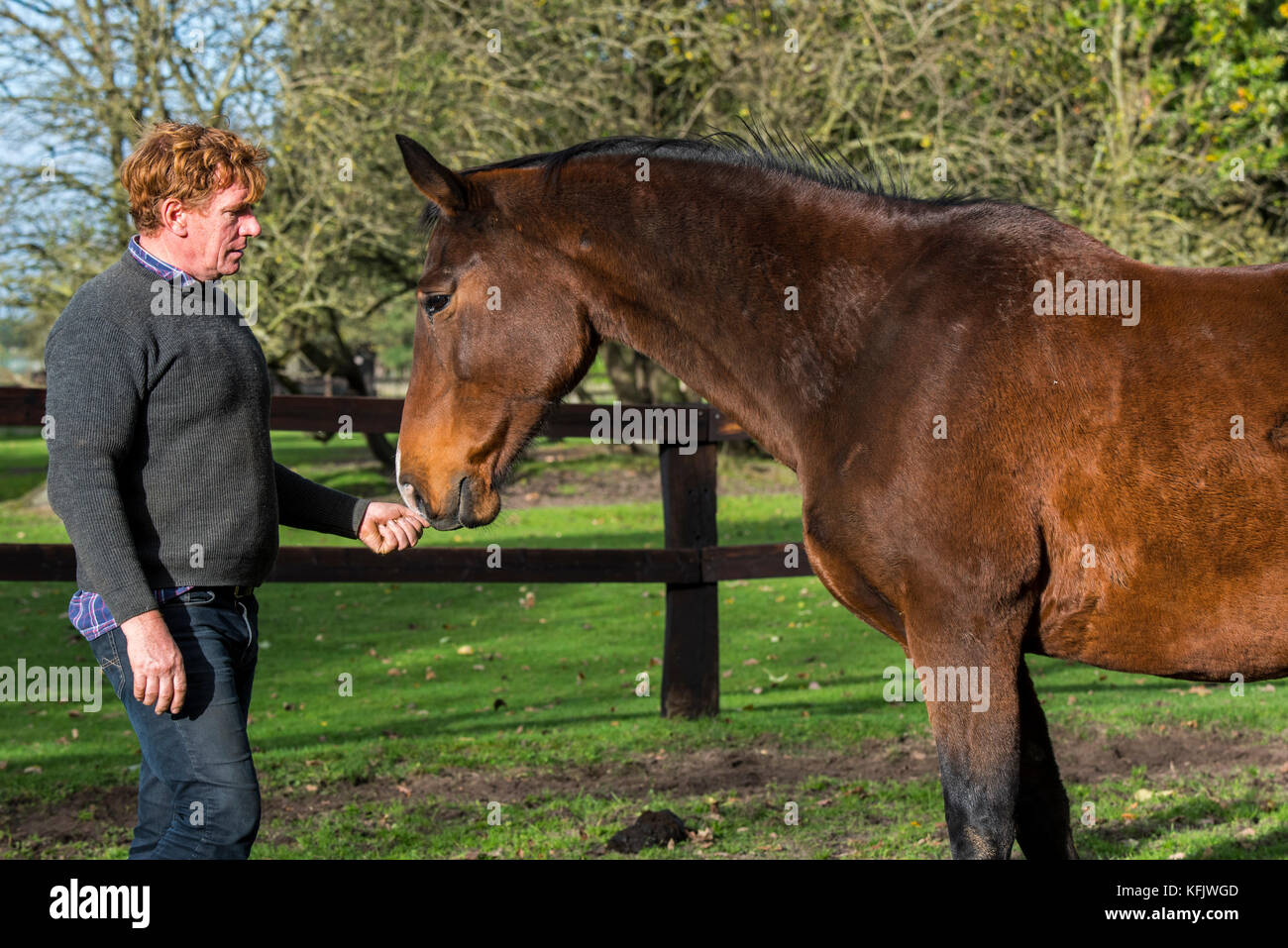 Trainer Pferd Interaktion mit braunen belgische Warmblut Pferd draußen im Feld innerhalb Holzgehäuse Stockfoto